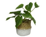 plant in pot