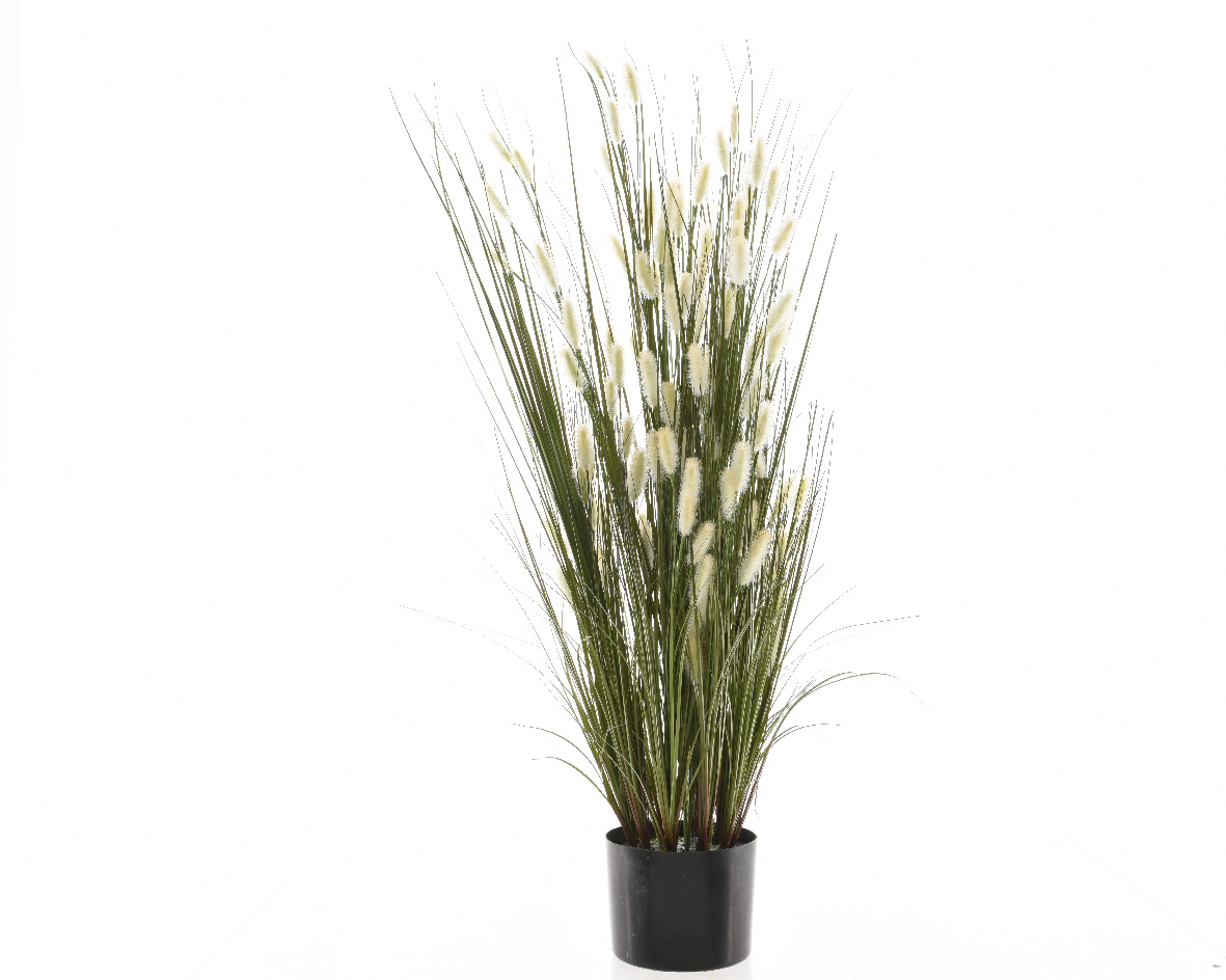 plant in apot
