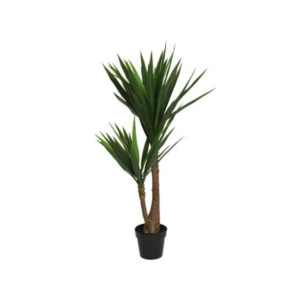yucca