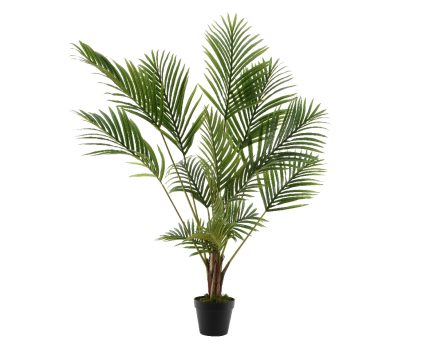 palmtree