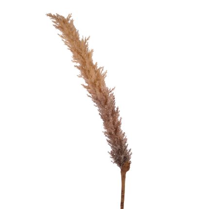 pampas
