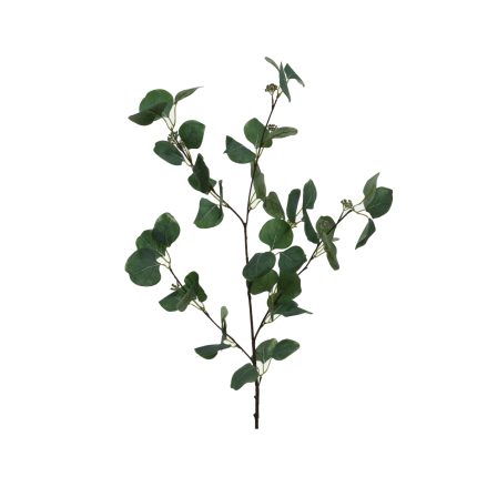 eucalypthus