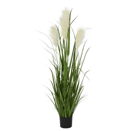 pampas