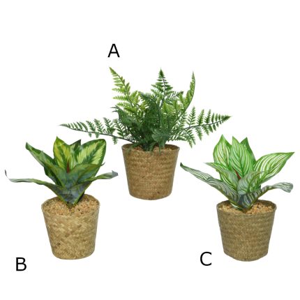 plant