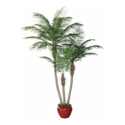 palm tree