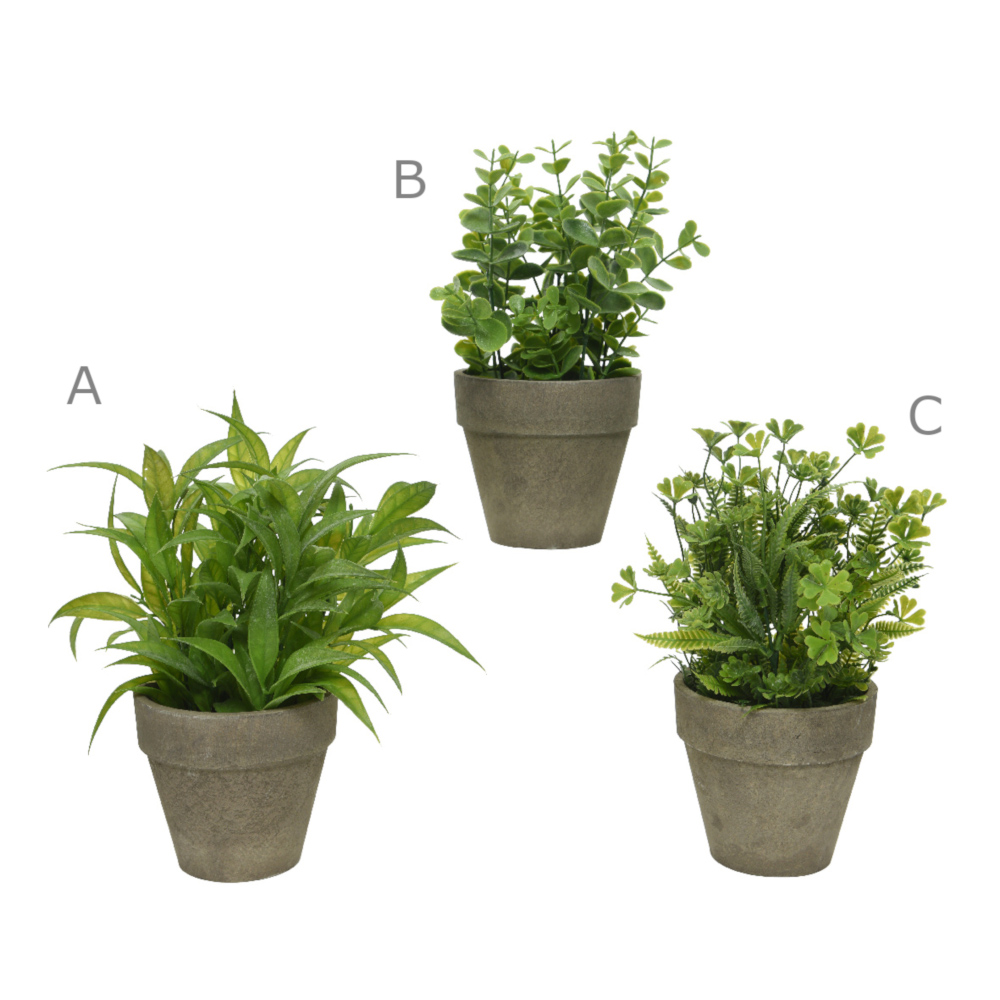 plant