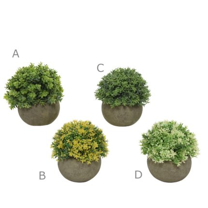 plant