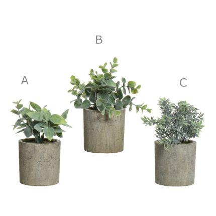 plant