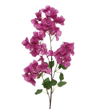 bougainvillea