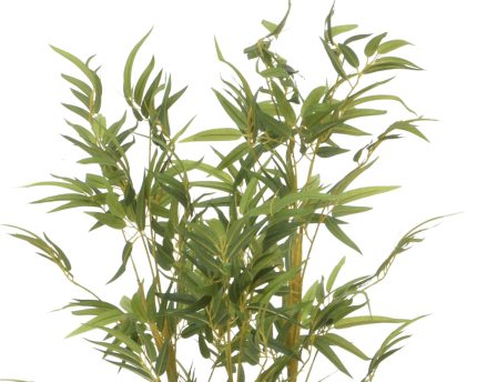 bamboo
