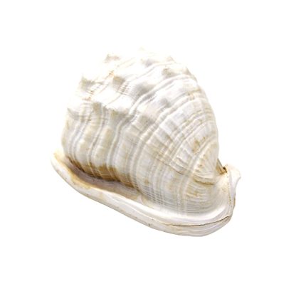 shell