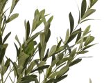 olive tree