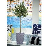 olive tree