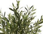 olive tree