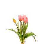 tulip
