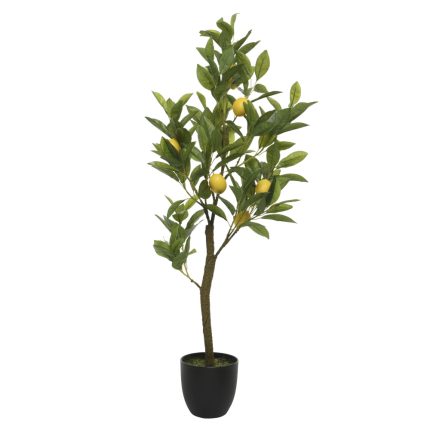 lemon tree