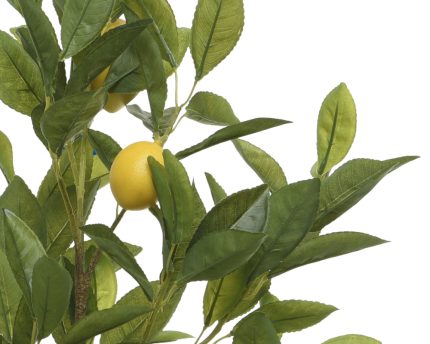 lemon tree