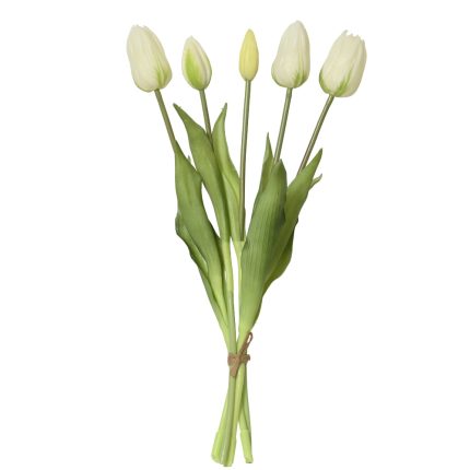 tulip