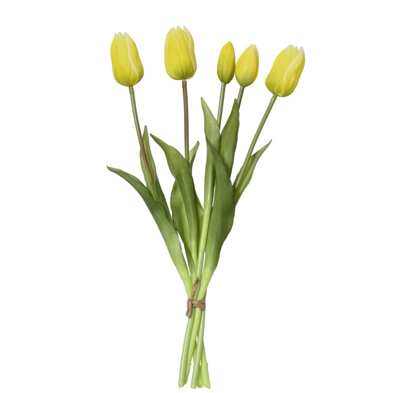 tulip