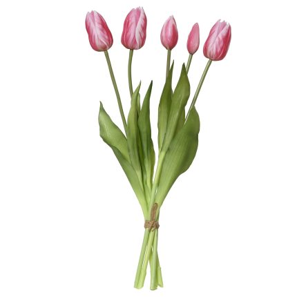 tulip