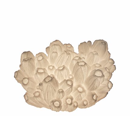 shell lamp
