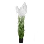 pampas