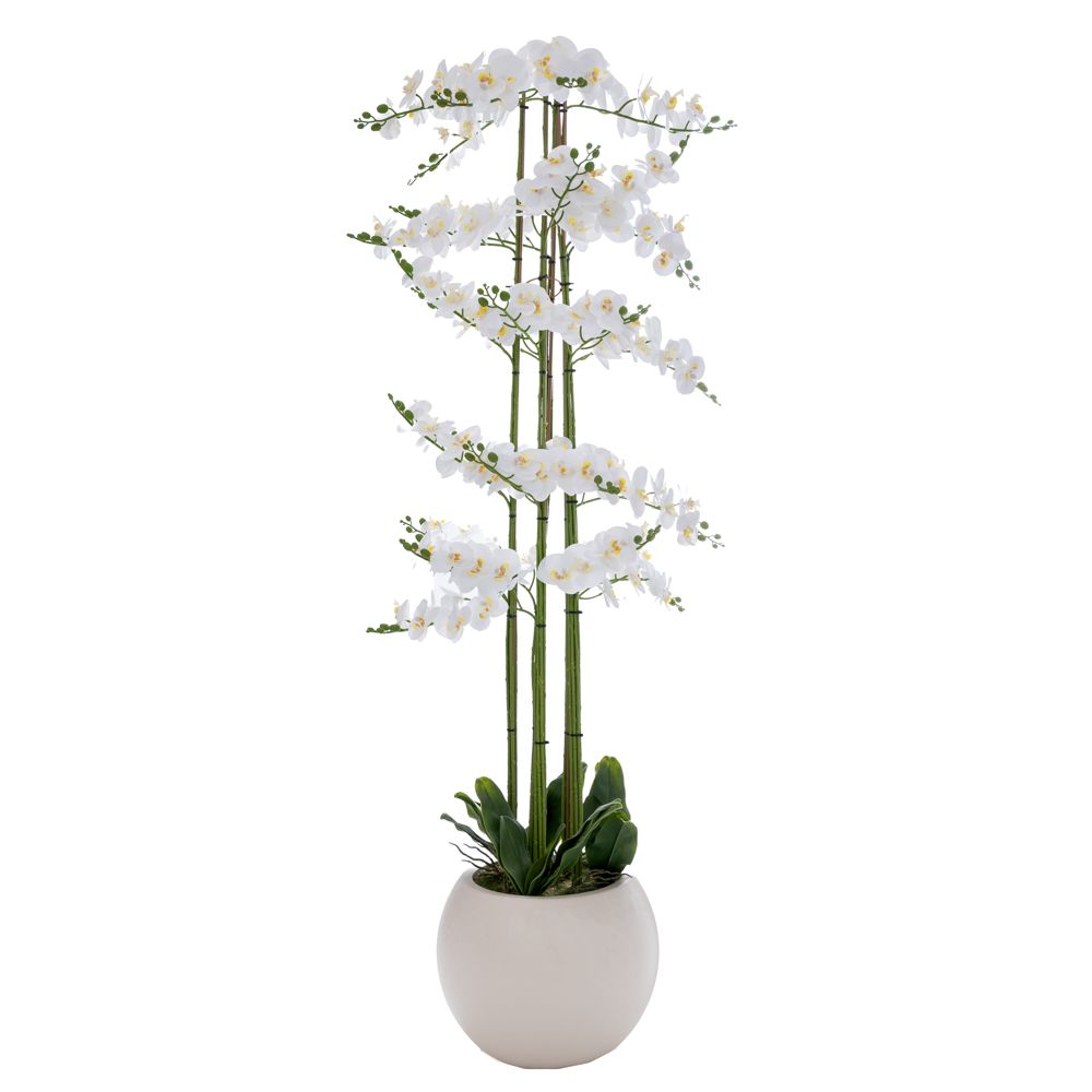 92664 plant